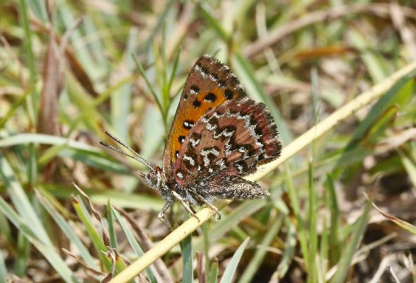 Aloeides dentatis maseruna male UNS